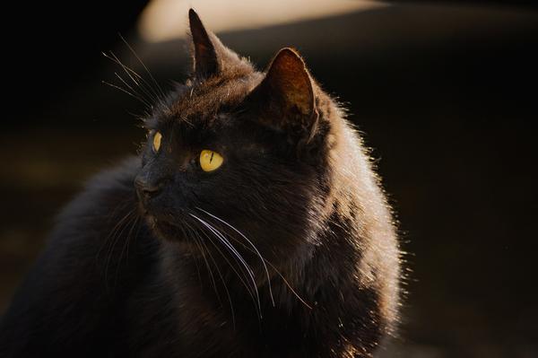 black cat turning brown