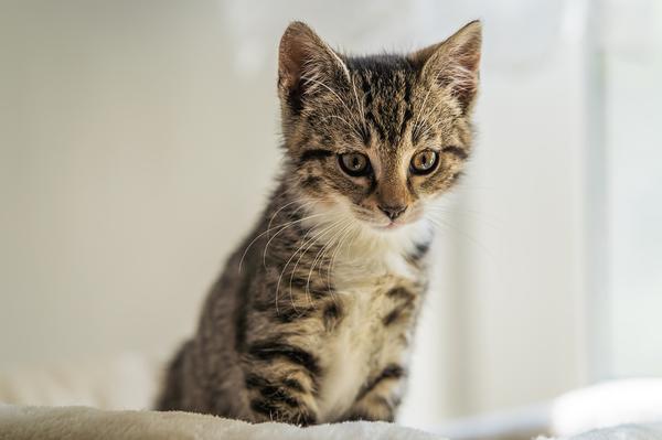 what to expect after deworming a cat