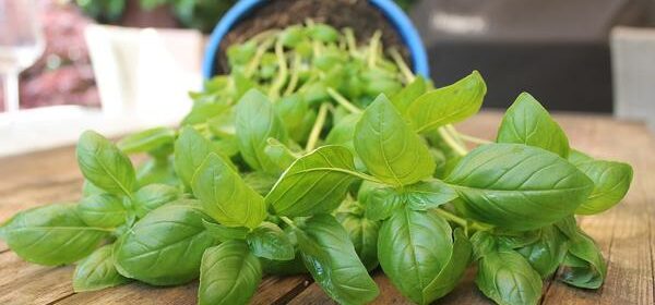 is basil toxic to cats