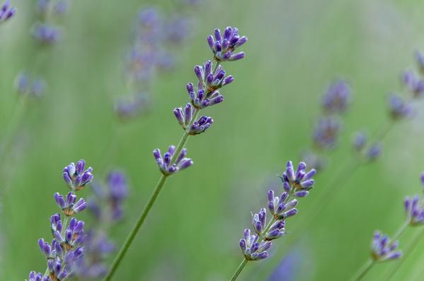 is lavender toxic to cats