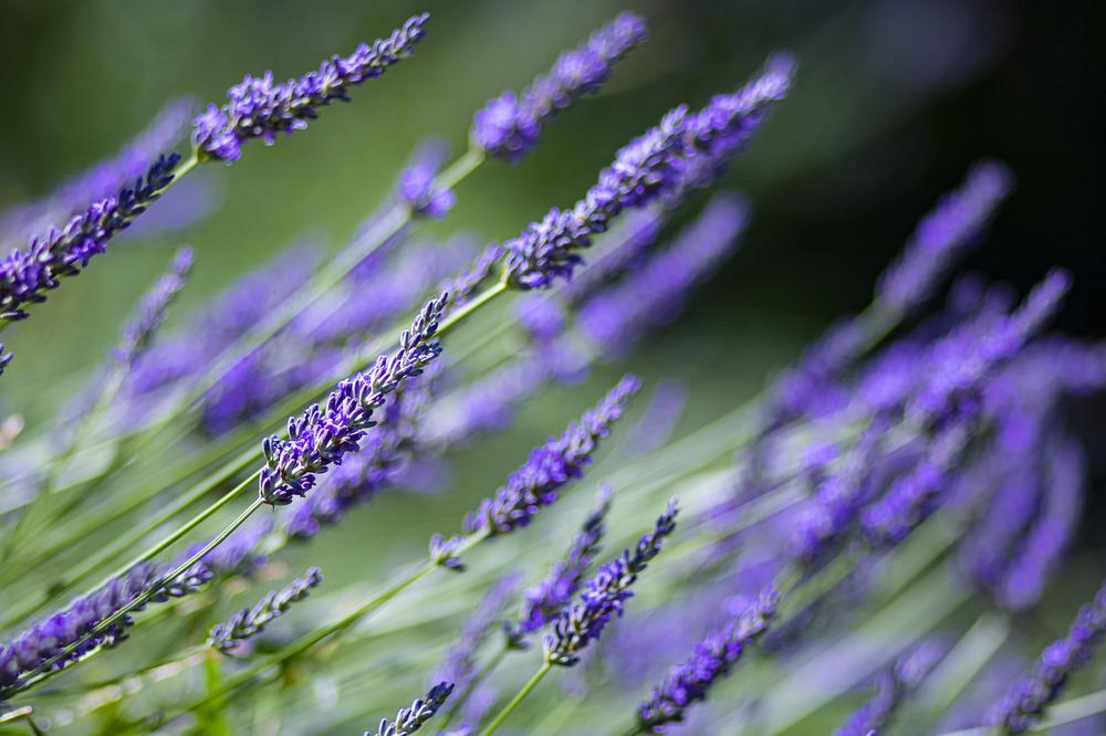 Are Lavender Plants Toxic to Cats?