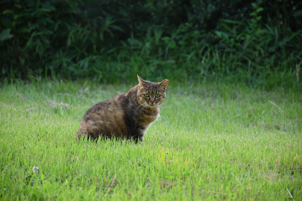 Choosing Between Cat Grass and Catnip for Your Pet