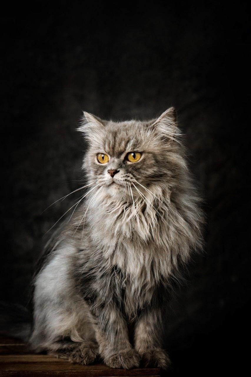 Using Whisker Loss to Identify Health Issues in Senior Cats