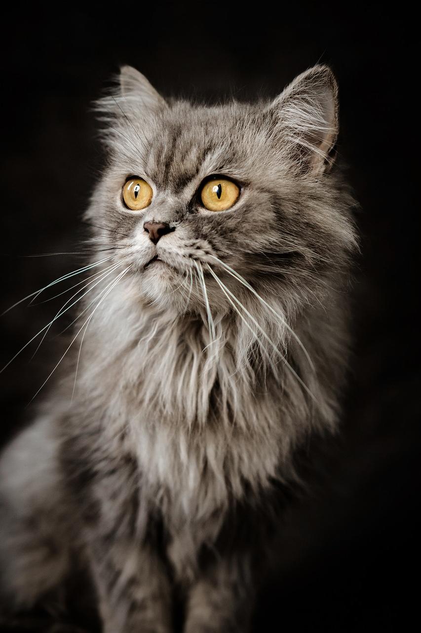 Preventing Whisker Loss in Senior Cats: Tips From Vets