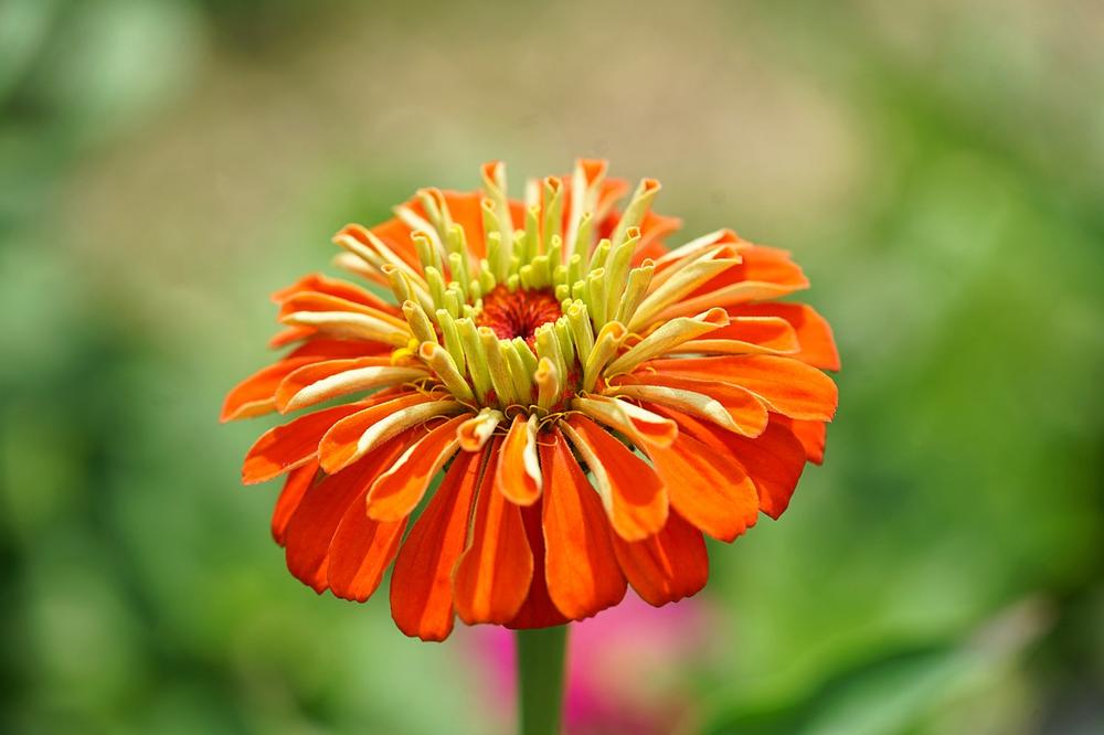 Are Zinnias Poisonous to Cats?