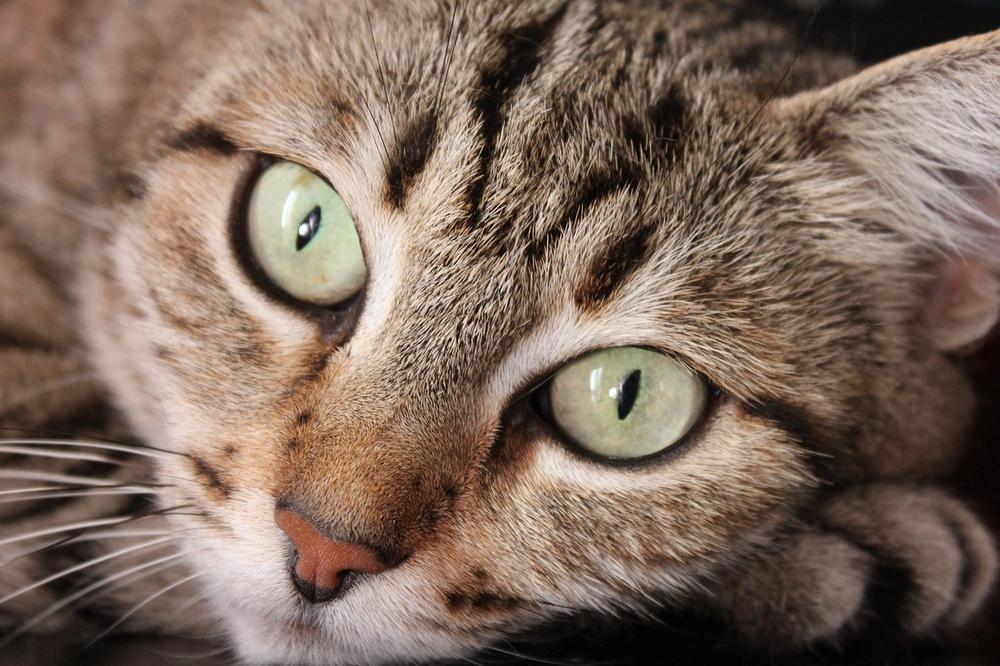 Common Causes of Whisker Loss in Aging Cats