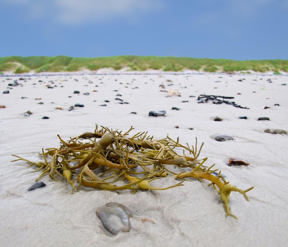 Types of Seaweed That Are Safe for Cats to Consume