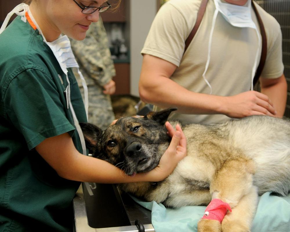 Is a Home Vet Visit Right for Your Pet?
