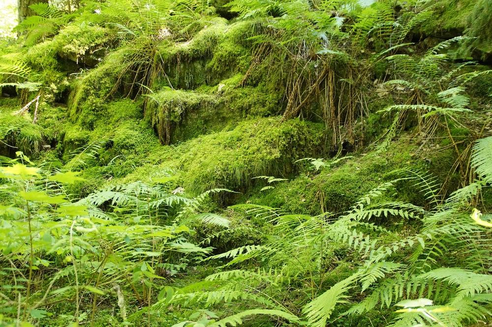 Are Ferns Toxic to Cats?