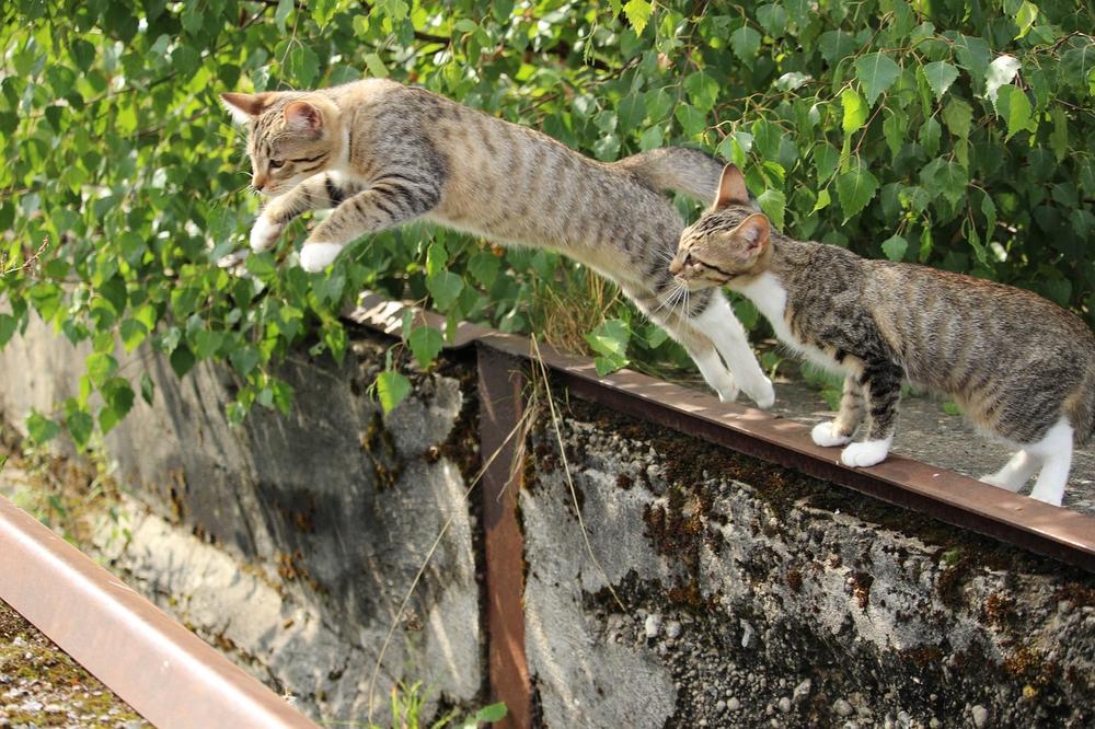 Male Cat Behavior Towards Kittens: Bonding and Recognition Explained
