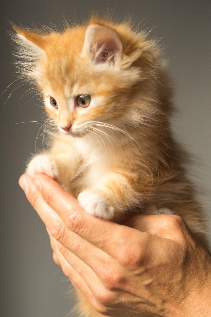 Can Kittens Find Their Litter Box in the Dark?