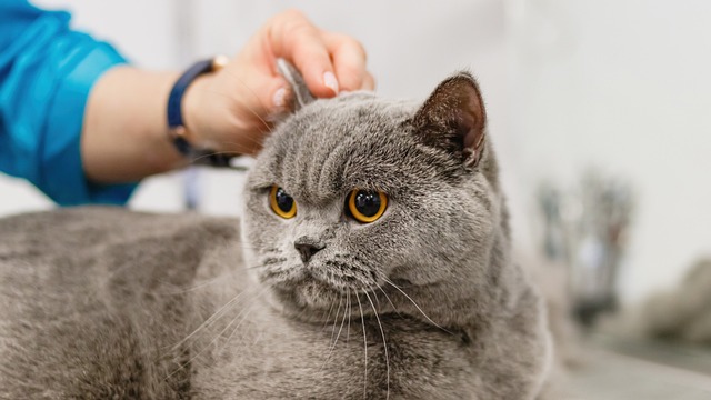 How Often Should You Take Your Cat to the Groomer