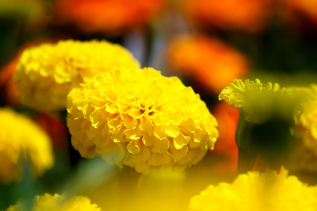 Are Marigolds Poisonous to Cats