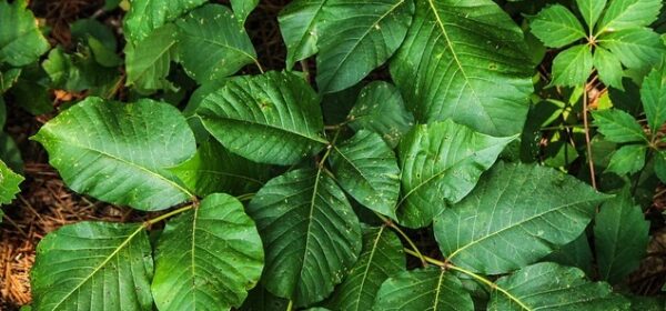 Is Poison Ivy TOXIC to Cats