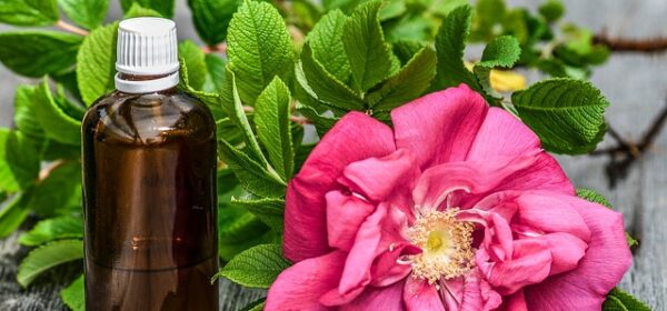 Is Rose Essential Oil Safe or Toxic for Cats
