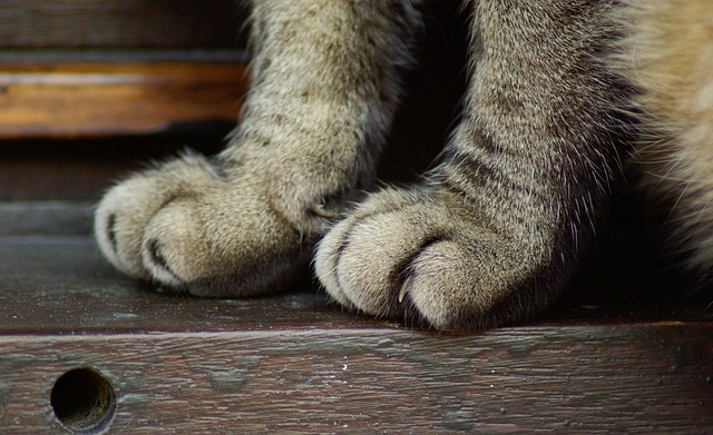 Do Cats Have Scent Glands in Their Paws