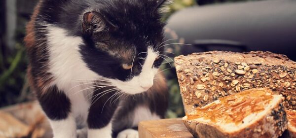 Can Cats Eat Bread