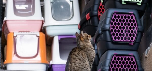 Can a Cat Ride in a Car Without a Carrier