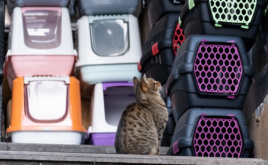 Can a Cat Ride in a Car Without a Carrier