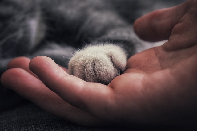 Why Does Your Cat Hold Your Hand and What Should You Do
