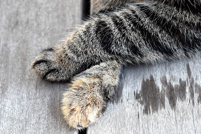 How to Clean a Cats Paws After Using the Litter Box