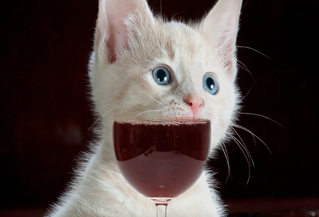 Can Cats Drink Wine