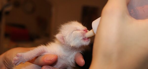 How to Bottle-Feed a Newborn Kitten