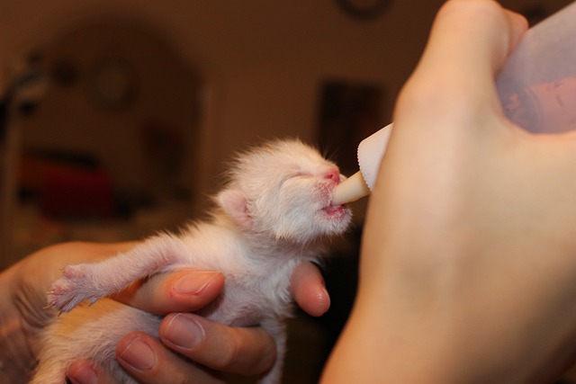How to Bottle-Feed a Newborn Kitten