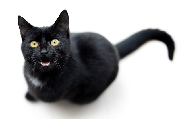 Are Black Cats More Vocal