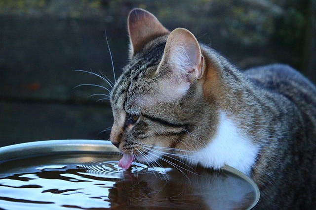 Can Cats Drink Alkaline Water