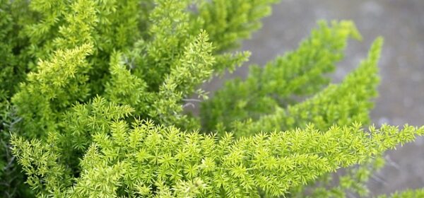 Are Asparagus Ferns Toxic to Cats