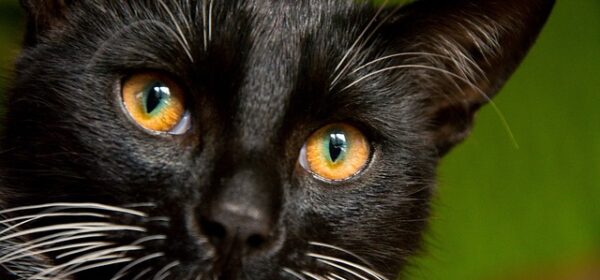 Are Black Cats More Aggressive