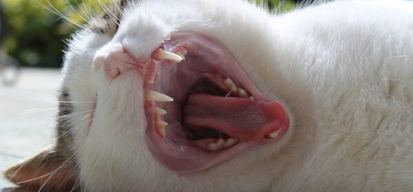 How Much Does Cat Teeth Cleaning Cost