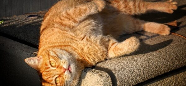 Why Do Cats Love to Sunbathe