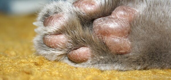 Can a Cat's Paw Pad CHANGE COLOR