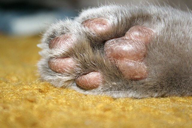Can a Cat's Paw Pad CHANGE COLOR