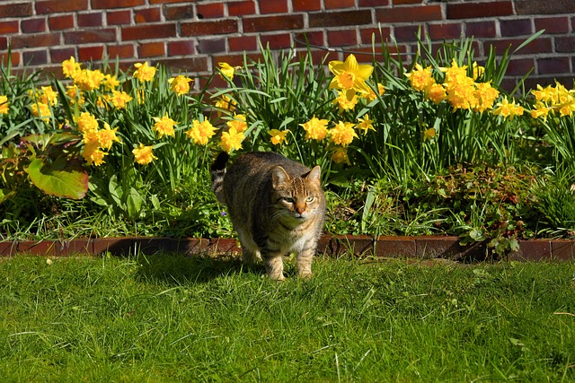 Are Daffodils Poisonous to Cats