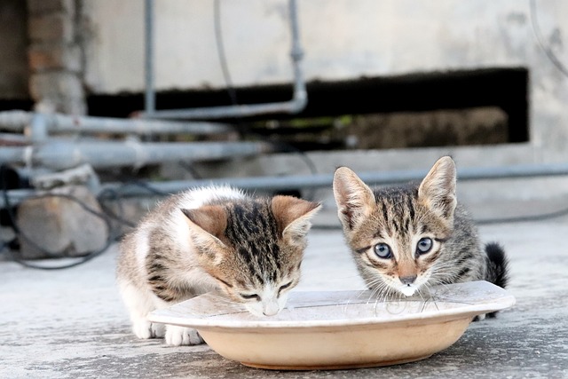 How to Teach a Kitten to Drink From a Bowl