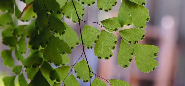 Are Maidenhair Ferns Toxic to Cats