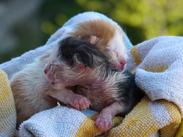 Do Newborn Kittens Need Blankets