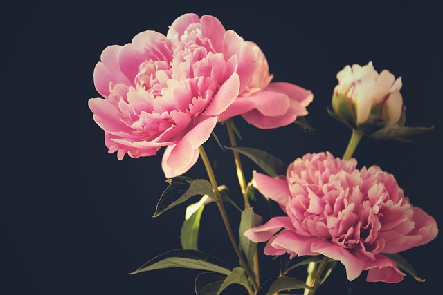 Are Peonies Poisonous to Cats