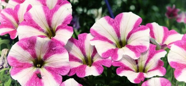 Are Petunias Toxic to Cats