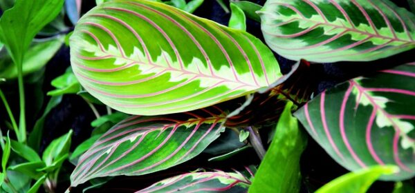 Is Prayer Plant Toxic to Cats