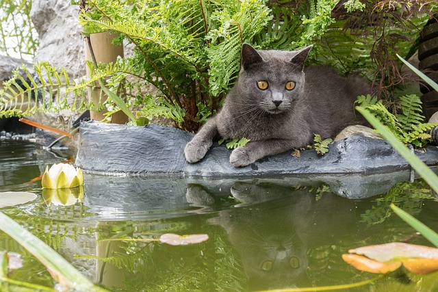 Can Cats Eat Fish Every Day