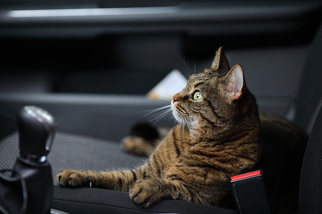 Why Do Cats Pant in the Car
