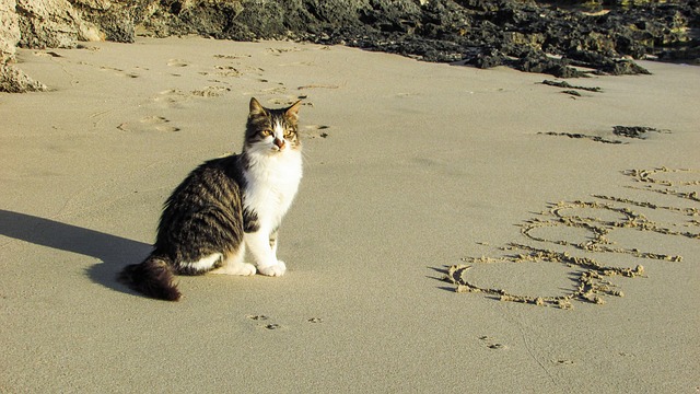 Do Cats Like the Beach