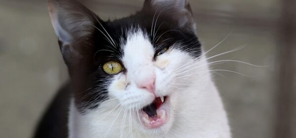 Why Do Cats Lose Their Teeth