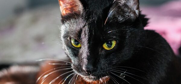 Spiritual Meaning of Black Cats