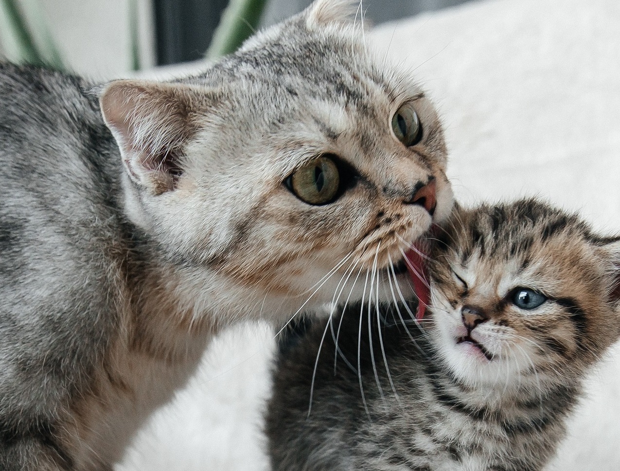Why Is Your Mother Cat Biting Her Kitten's Neck