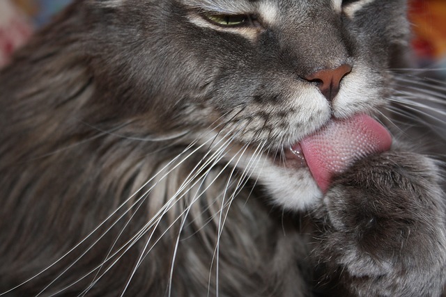 Why Are Cats' Tongues Rough